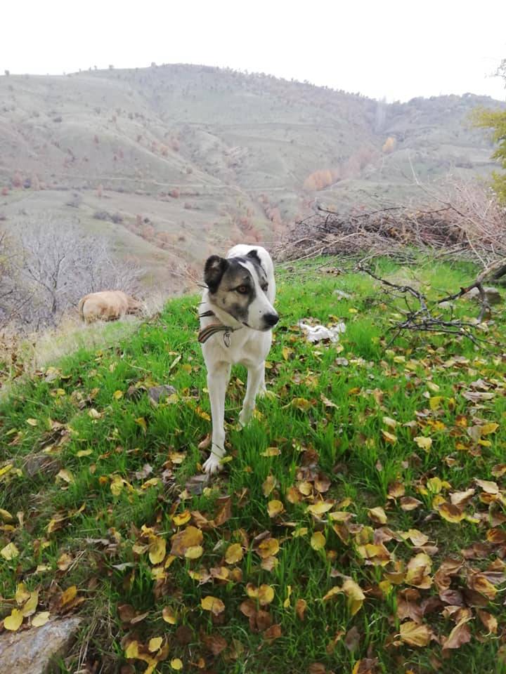 Pütürge Alihan Köyü Resimleri 5