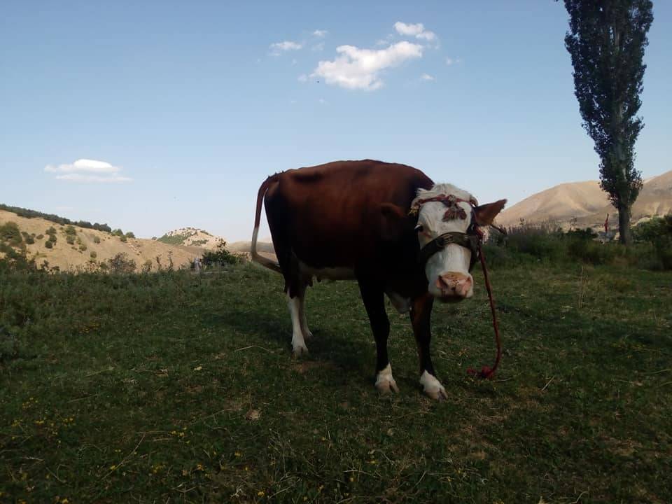 Pütürge Arınlı Köyü Resimleri 1