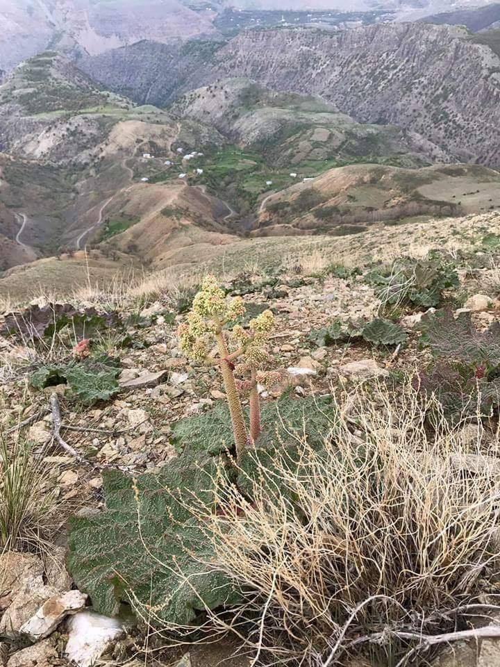 Pütürge Arınlı Köyü Resimleri 8