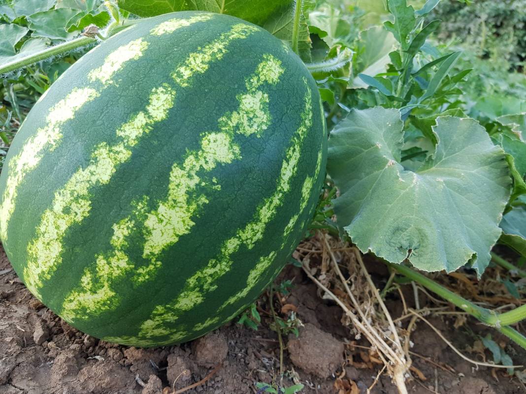 Pütürge Arıtoprak Köyü Resimleri 7