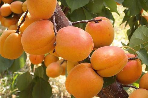 Pütürge Başmezra Köyü Resimleri 2