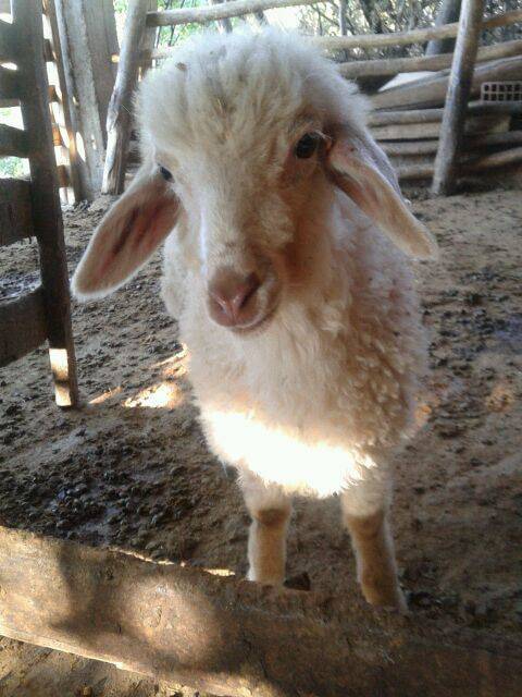 Pütürge Başmezra Köyü Resimleri 3