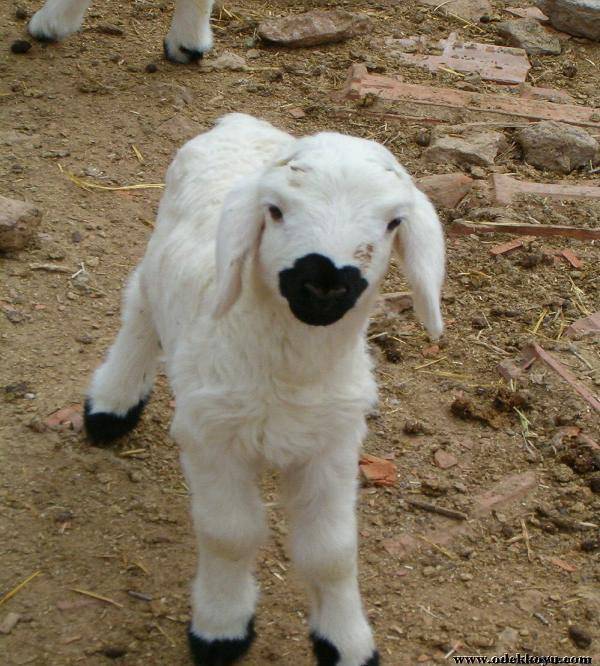 Pütürge Başmezra Köyü Resimleri 4