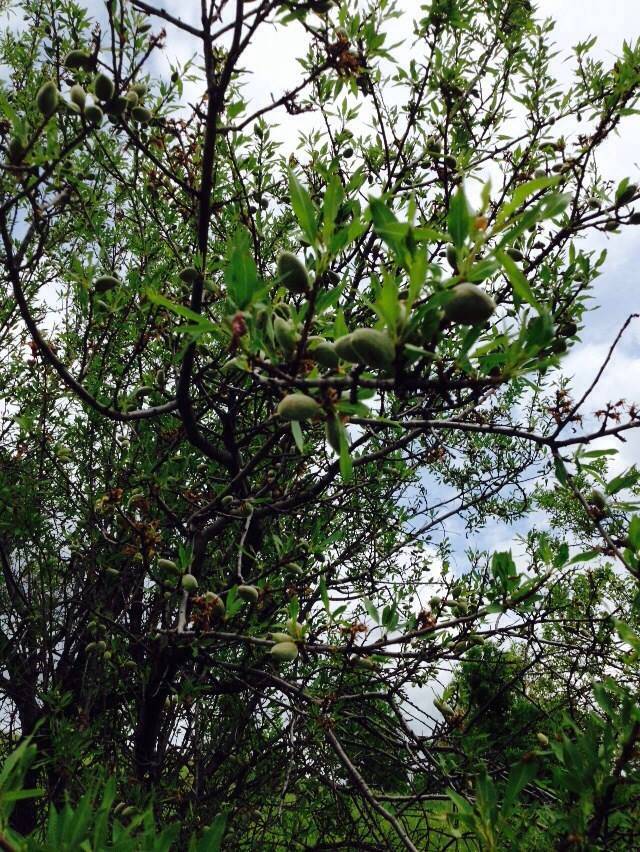 Pütürge Başmezra Köyü Resimleri 5