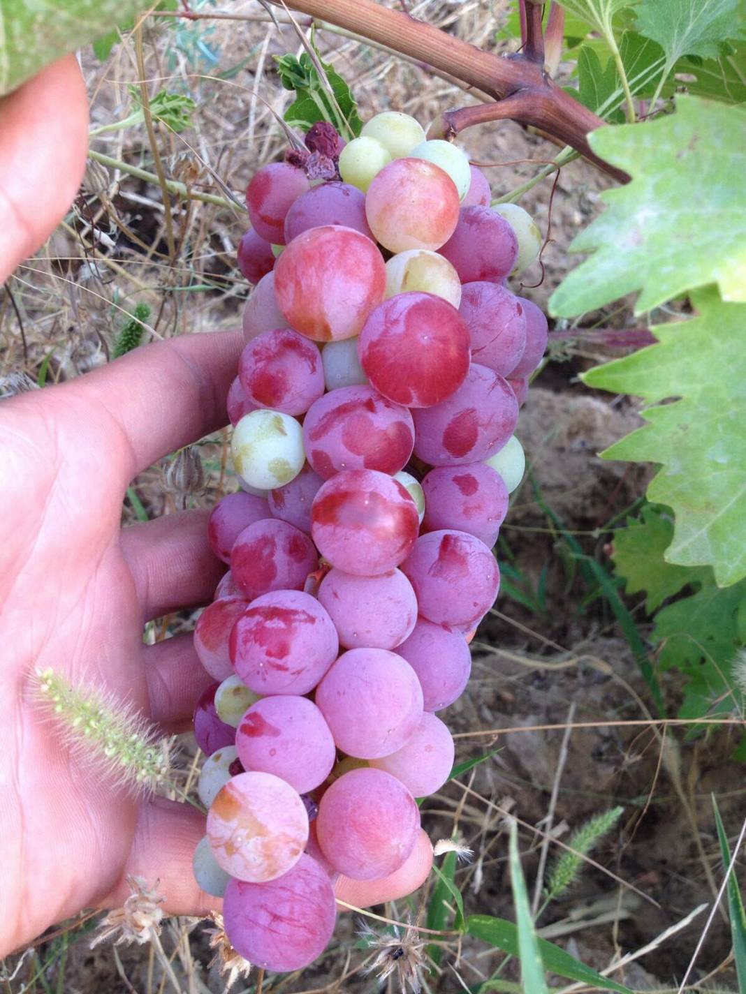 Pütürge Başmezra Köyü Resimleri 6