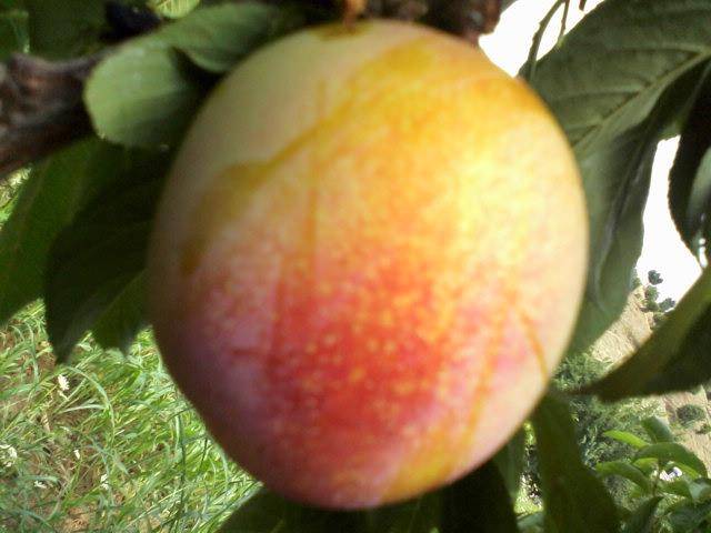 Pütürge Çaygören Köyü Resimleri 1