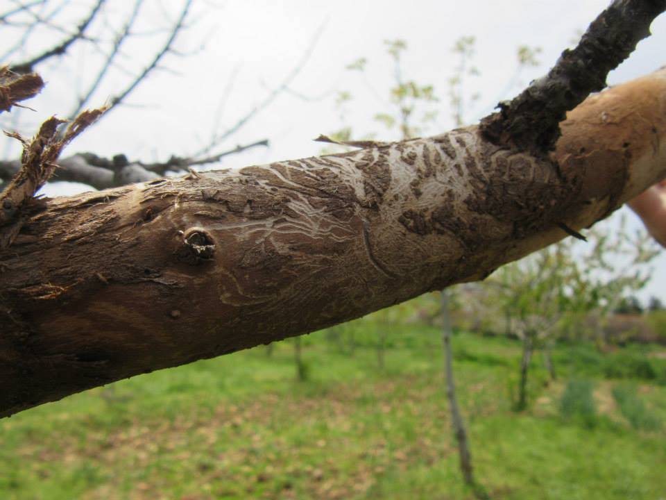 Şehitkamil Ülkerli Köyü Resimleri 1