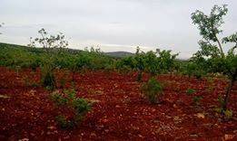 Şehitkamil Ülkerli Köyü Resimleri 6