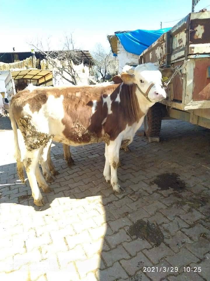 Şehitkamil Yamaçoba Köyü Resimleri 5