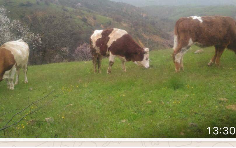 Pütürge Gündüz Köyü Resimleri 1