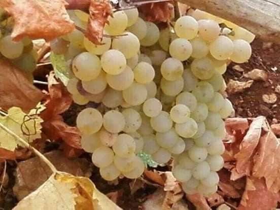 Pütürge Gündüz Köyü Resimleri 7