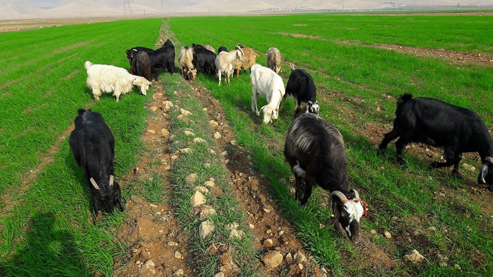 Kızıltepe Aktulga Köyü Resimleri 2