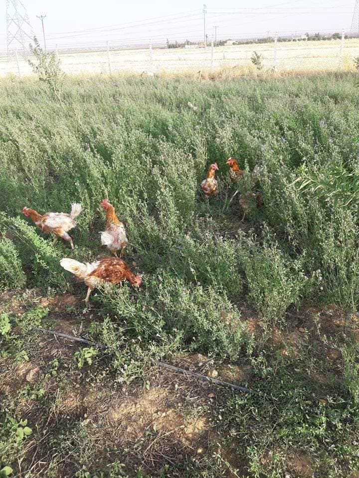 Kızıltepe Aktulga Köyü Resimleri 3