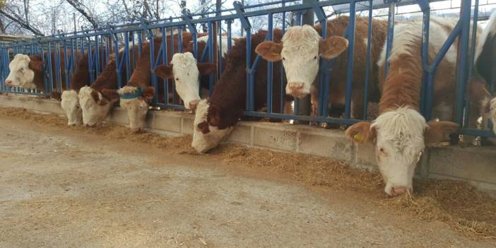 Kocasinan Erkilet 100. Yıl Köyü Resimleri