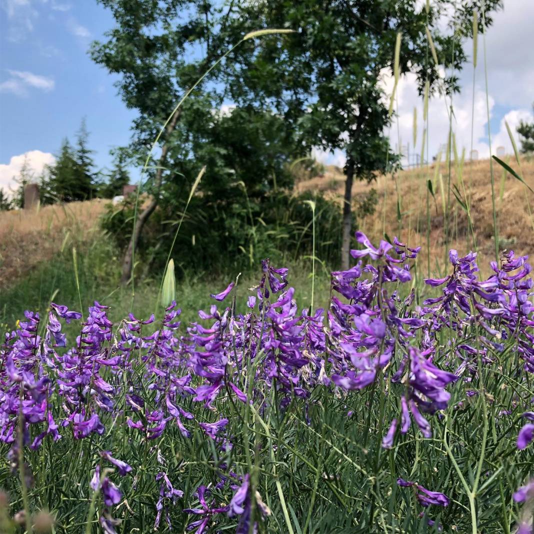 Kocasinan Eyim  Köyü Resimleri 1
