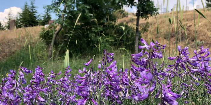 Kocasinan Eyim  Köyü Resimleri