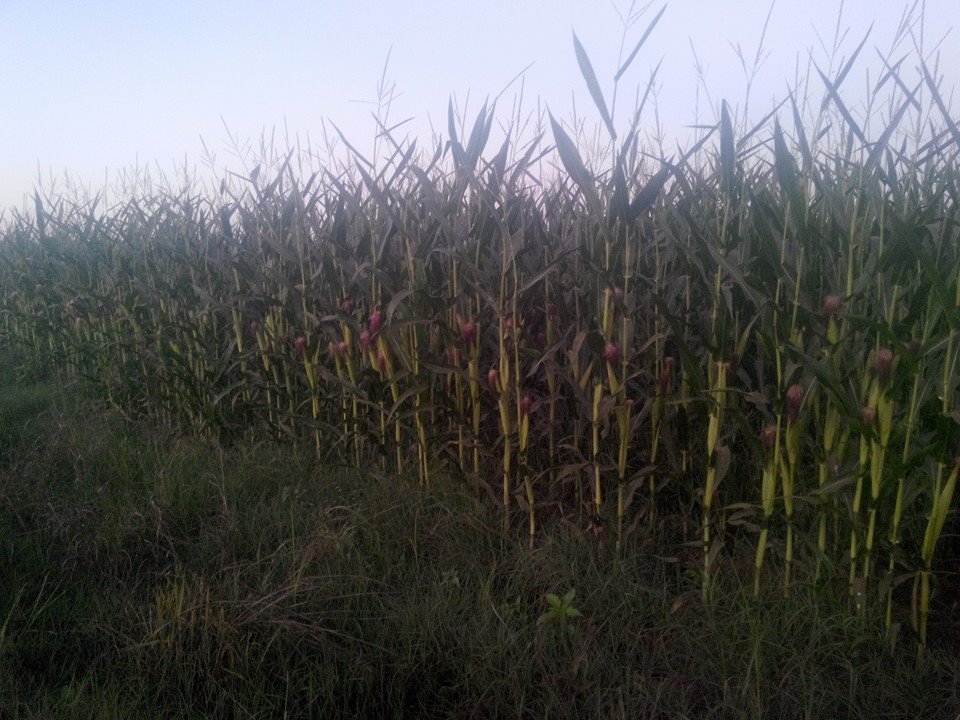 Kızıltepe Alakuş Köyü Resimleri 1