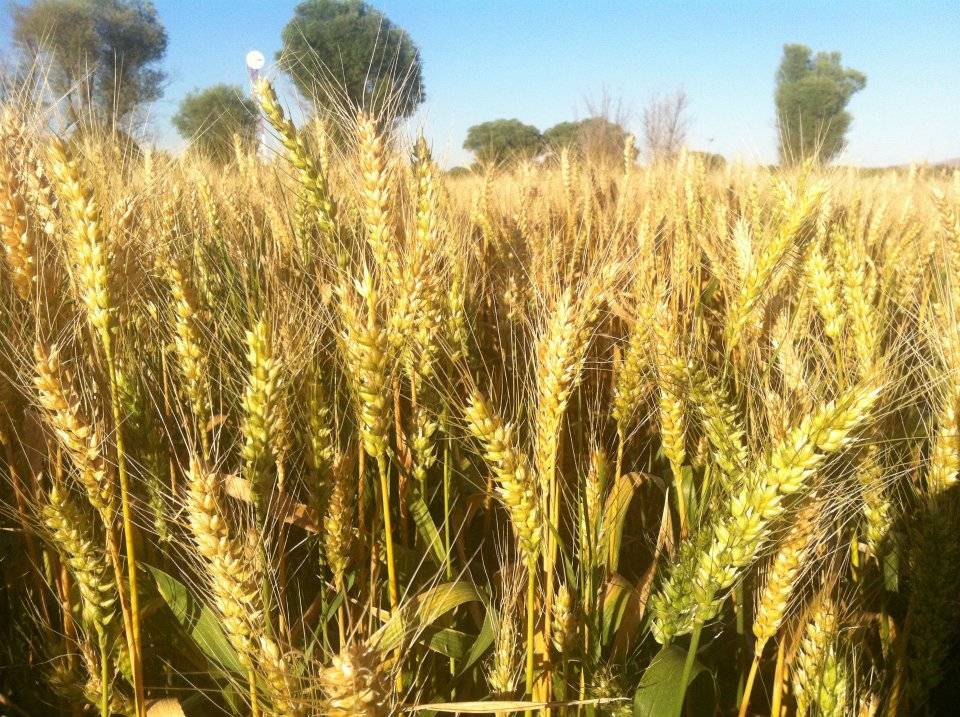 Kocasinan Kızık Köyü Resimleri 1