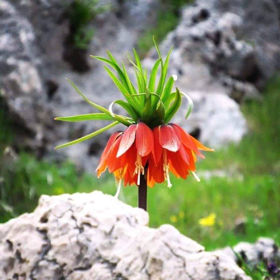 Pütürge Yandere Köyü Resimleri 6