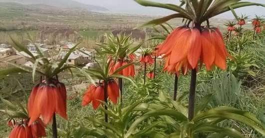 Pütürge Yandere Köyü Resimleri 8