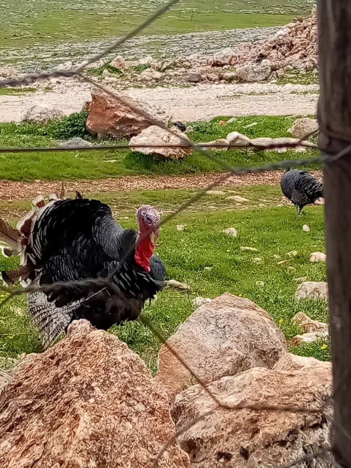 Yavuzeli Kuzuyatağı Köyü Resimleri 8