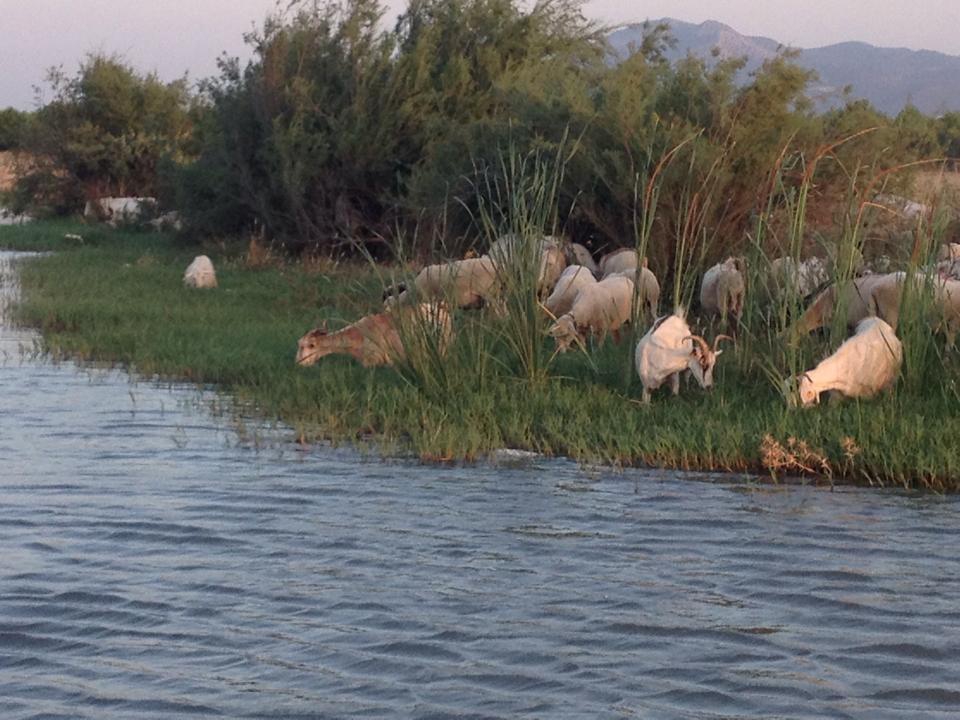 Akhisar Sazoba  Köyü Resimleri 5