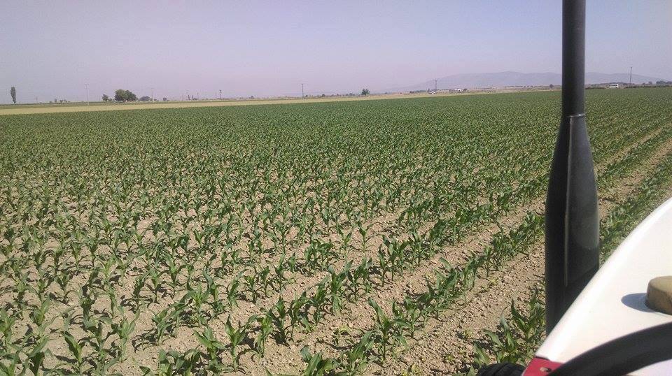 Akhisar Sazoba  Köyü Resimleri 6