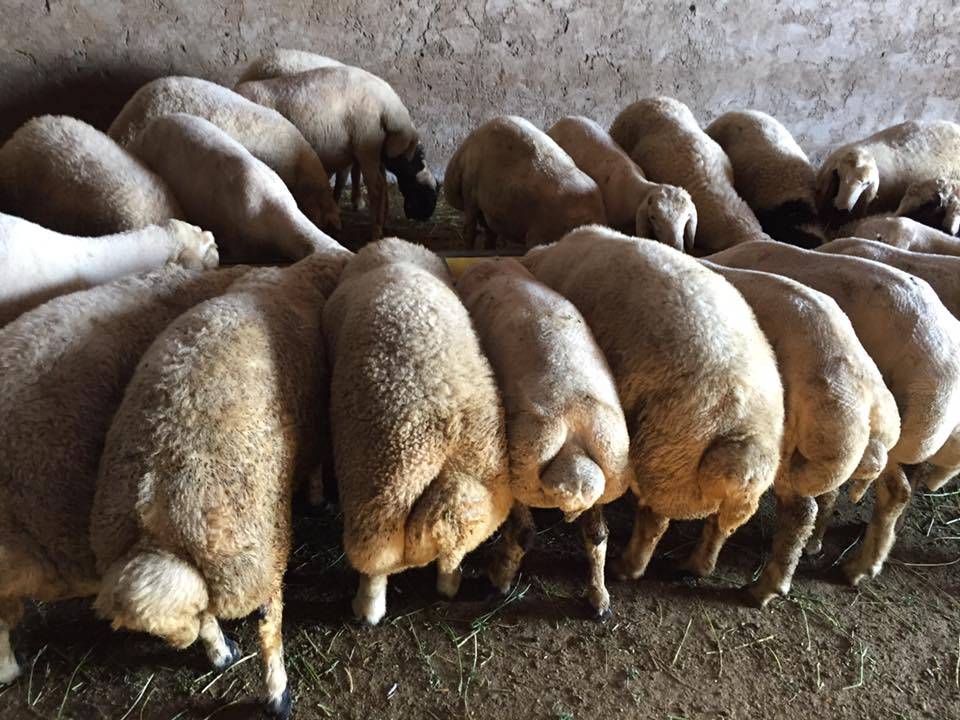 Kocasinan Molu Köyü Resimleri 2