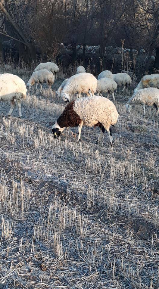 Kocasinan Molu Köyü Resimleri 3