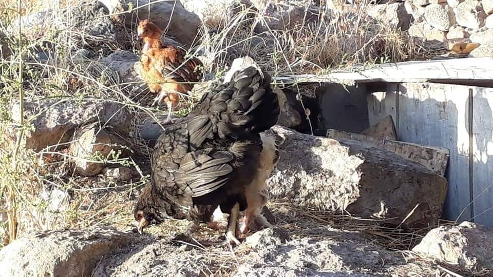 Kocasinan Molu Köyü Resimleri 7