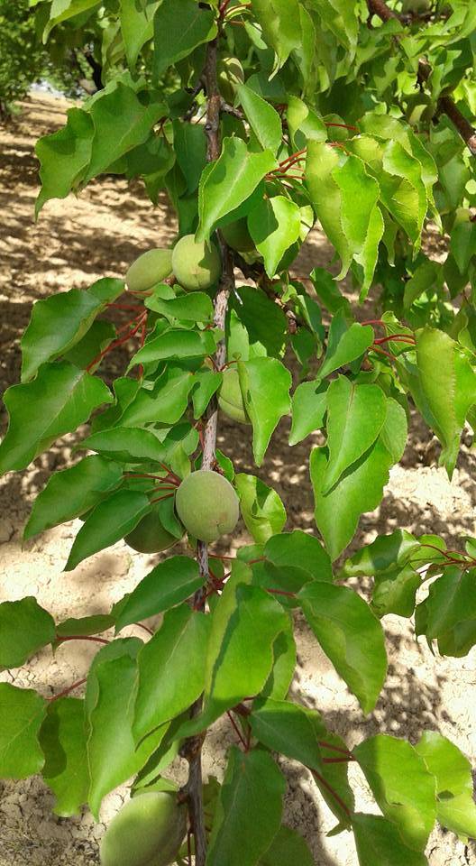 Yeşilyurt Çayırköy  Resimleri 1