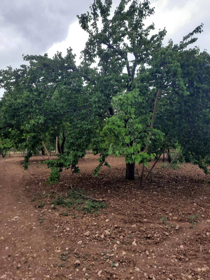 Yeşilyurt Çayırköy  Resimleri 4