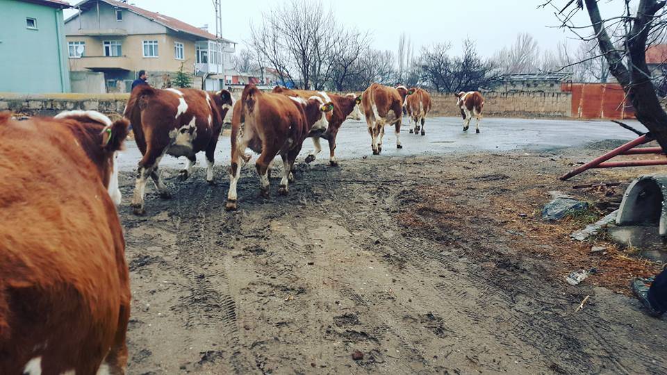 Kocasinan Salur Köyü Resimleri 1