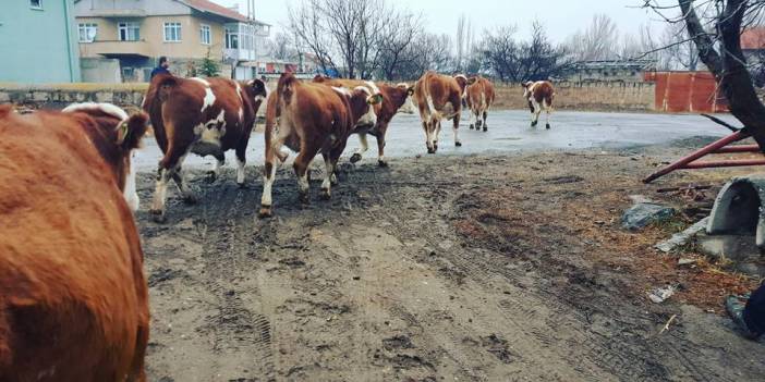 Kocasinan Salur Köyü Resimleri