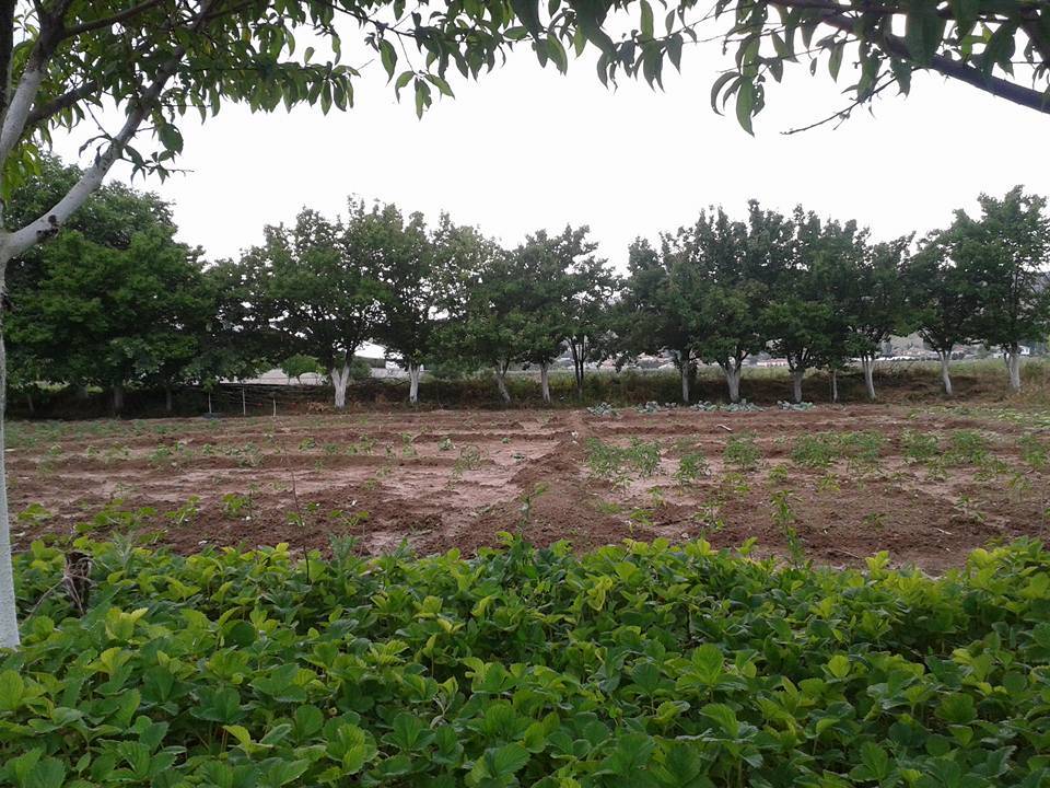 Kocasinan Yazır Köyü Resimleri 1