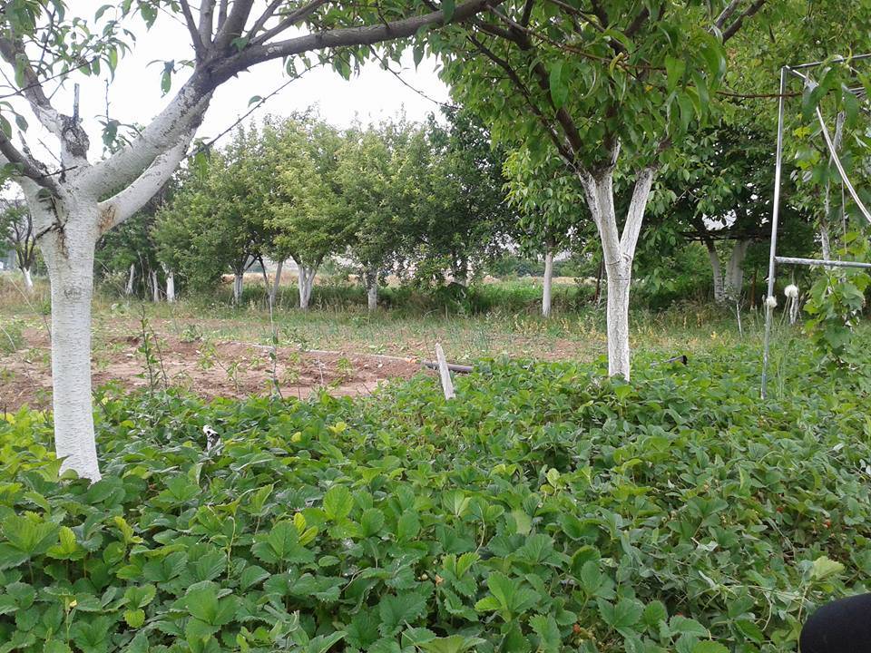 Kocasinan Yazır Köyü Resimleri 2