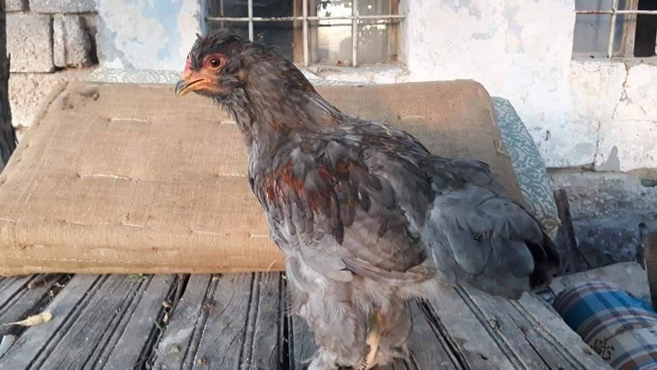 Kocasinan Yeşil Köyü Resimleri 2