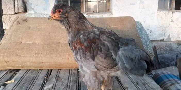 Kocasinan Yeşil Köyü Resimleri