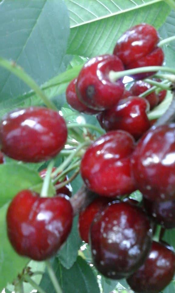 Yeşilyurt Görgü Köyü Resimleri 7