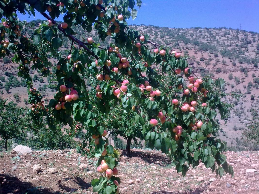 Yeşilyurt Gözene Köyü Resimleri 2