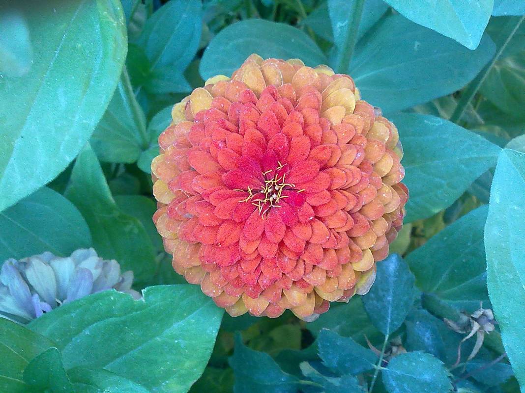 Yeşilyurt Gözene Köyü Resimleri 3