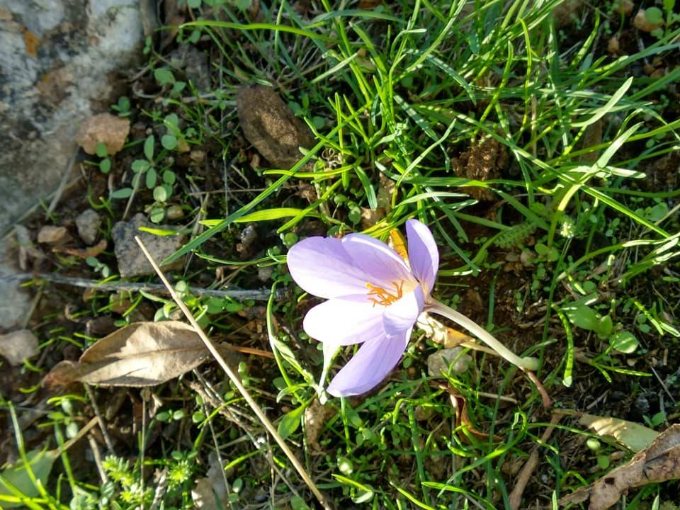 Yeşilyurt Kırlangıç Köyü Resimleri 3
