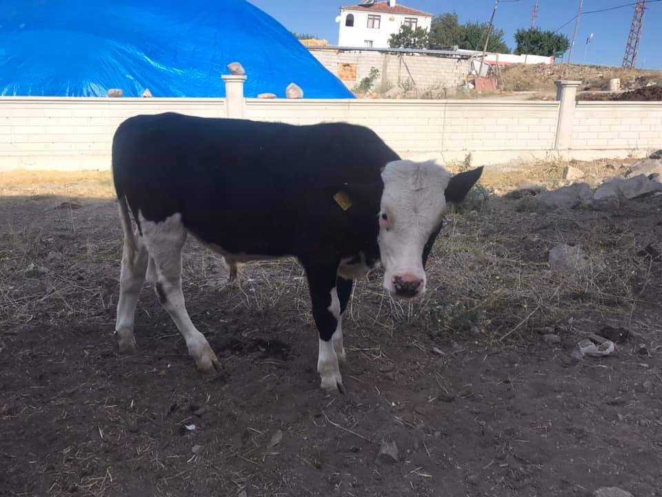 Melikgazi Gesi Köyü Resimleri 2