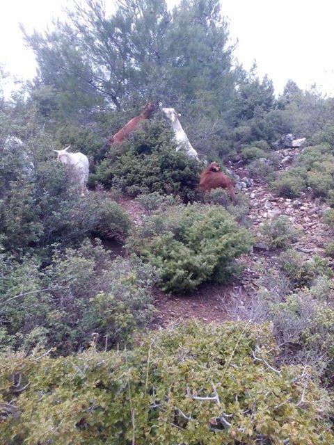 Ahmetli Ulupınar Köyü Resimleri 3