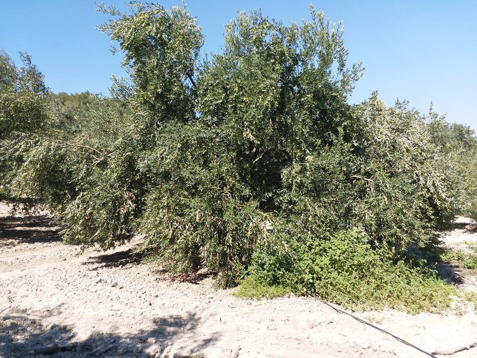 Akhisar Üçavlu Köyü Resimleri 6