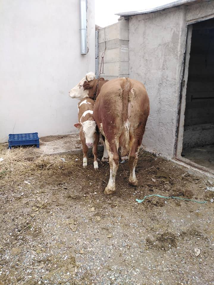 Melikgazi Subaşı Köyü Resimleri 2