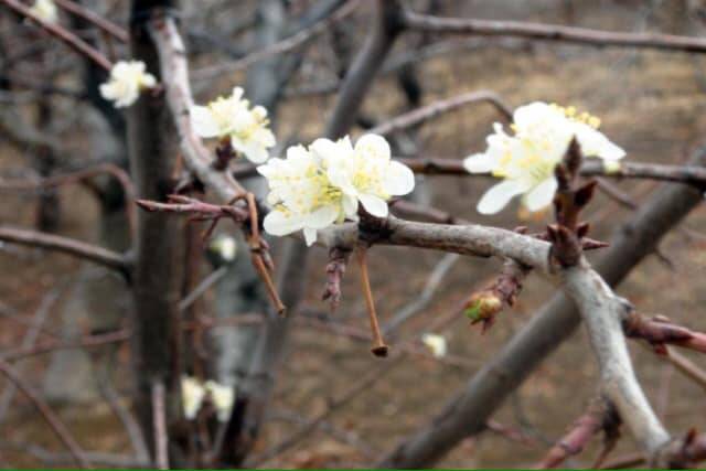 Özvatan Yenimahalle Köyü  Resimleri 1