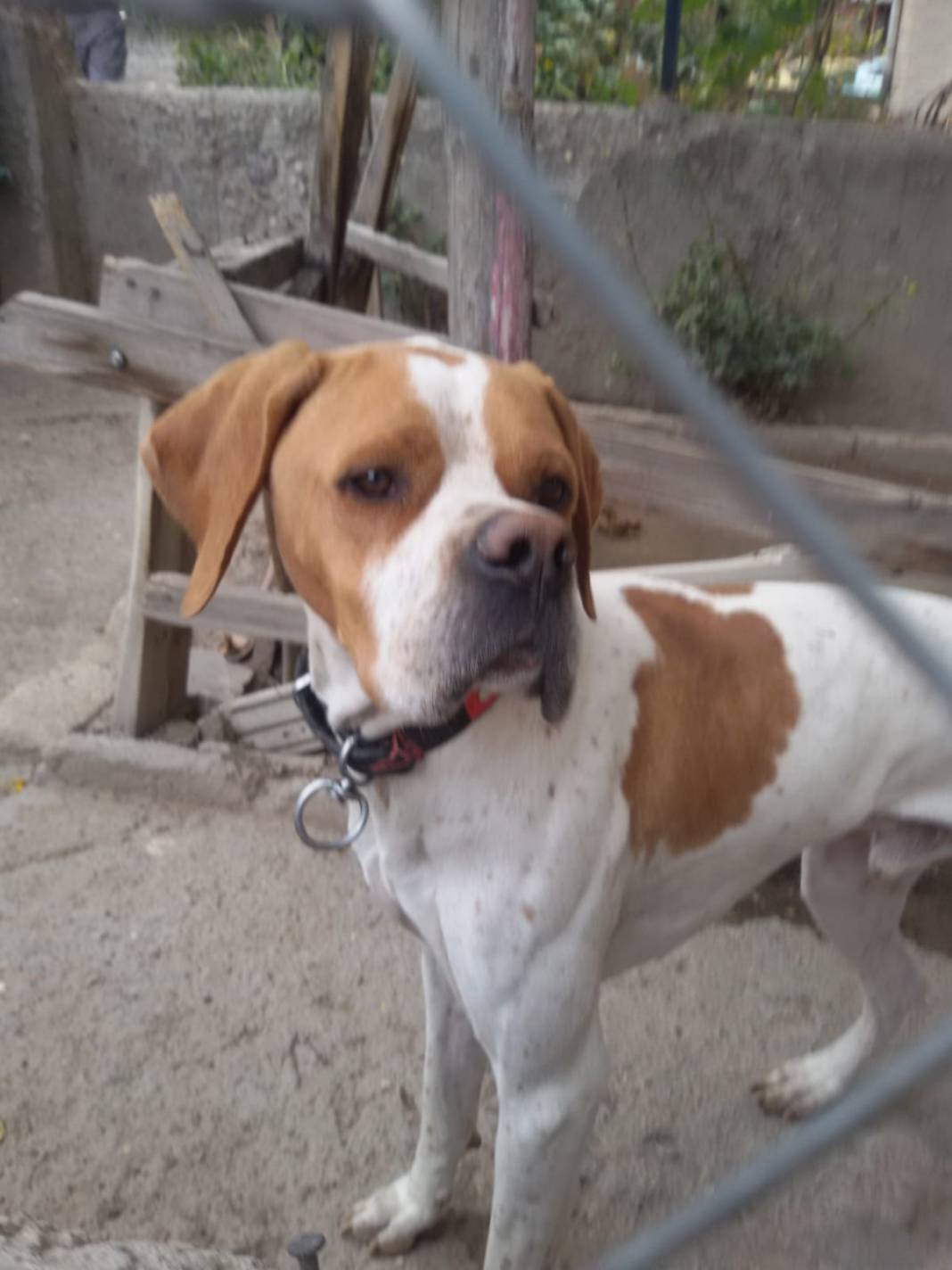 Pınarbaşı Akören Köyü Resimleri 4