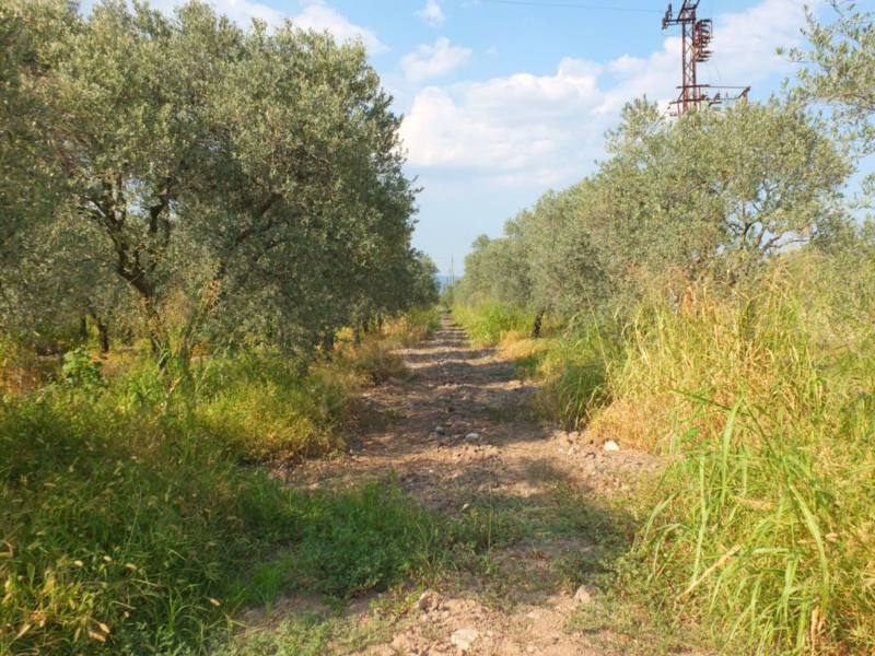 Akhisar Yenidoğan Köyü Resimleri 1