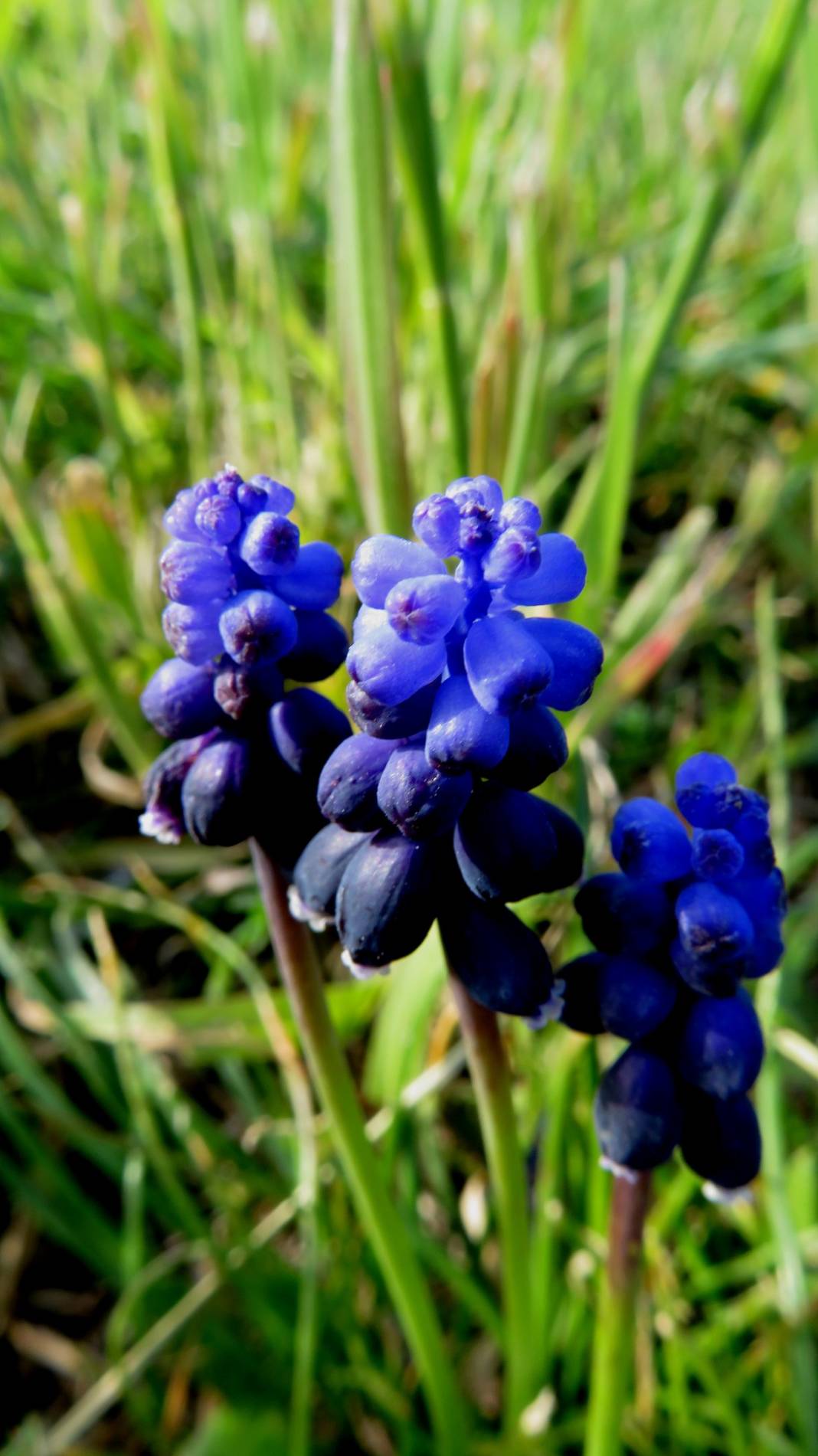 Aliağa Bahçedere Köyü Resimleri 2